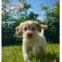 Cockapoo