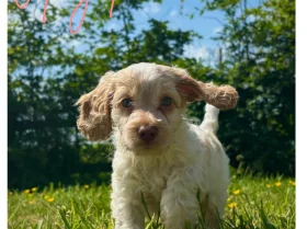 Cockapoo