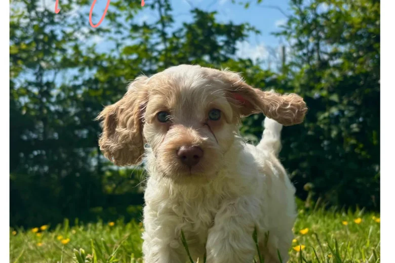 Cockapoo