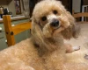 Cockapoo