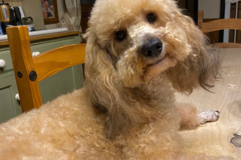 Cockapoo