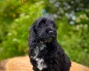 Cockapoo