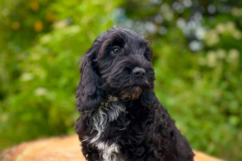 Cockapoo