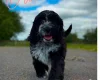 Cockapoo