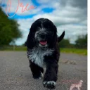 Cockapoo