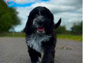 Cockapoo