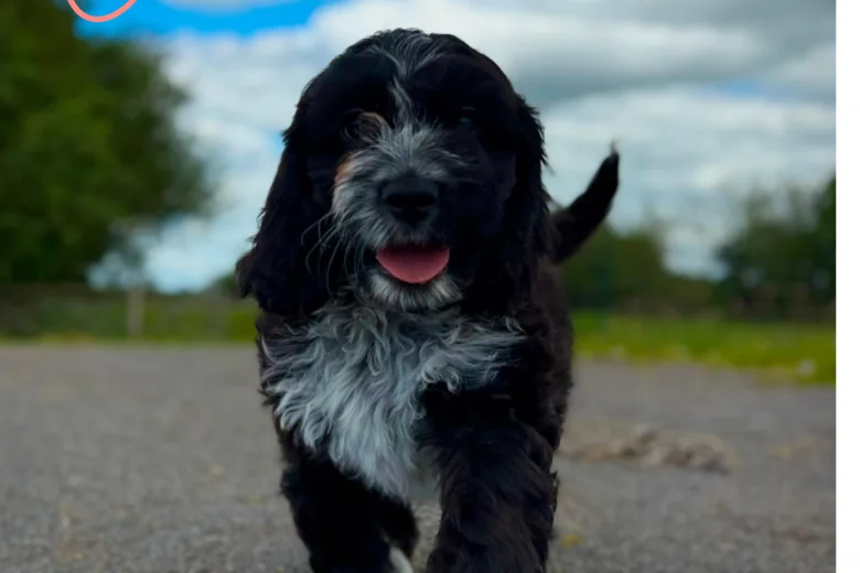 Cockapoo