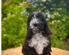 Cockapoo