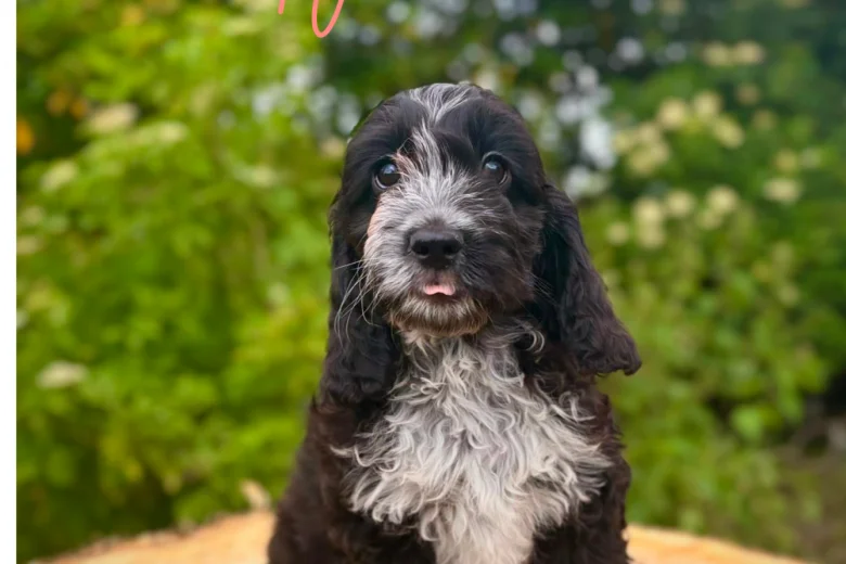Cockapoo