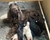 Cockapoo