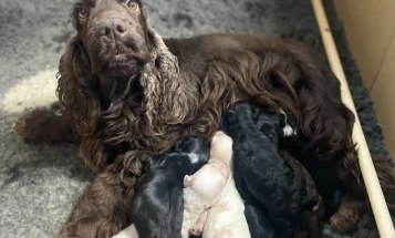 Cockapoo
