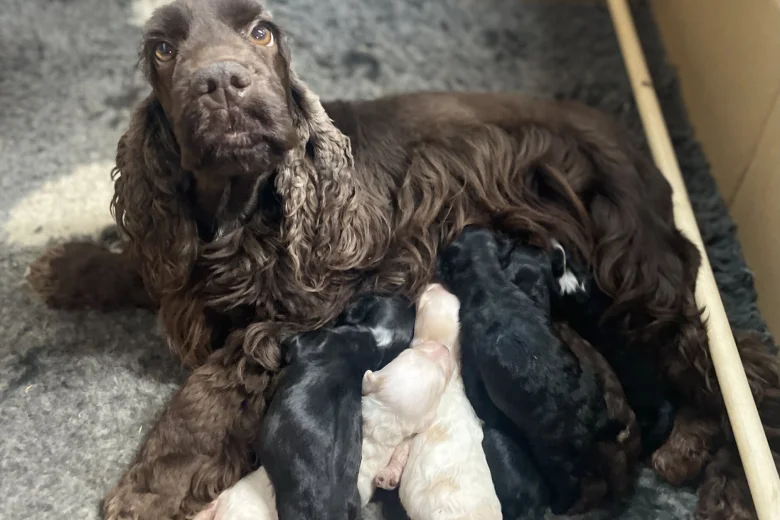 Cockapoo