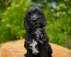 Cockapoo
