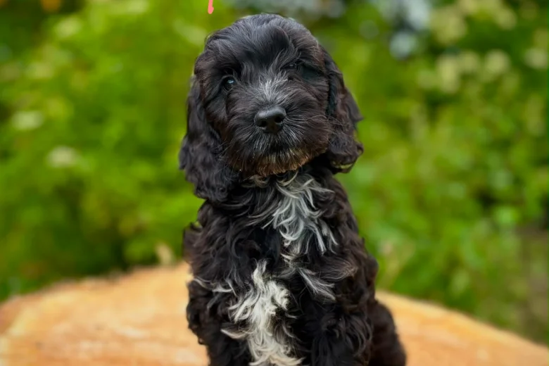 Cockapoo