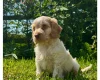 Cockapoo