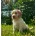 Cockapoo