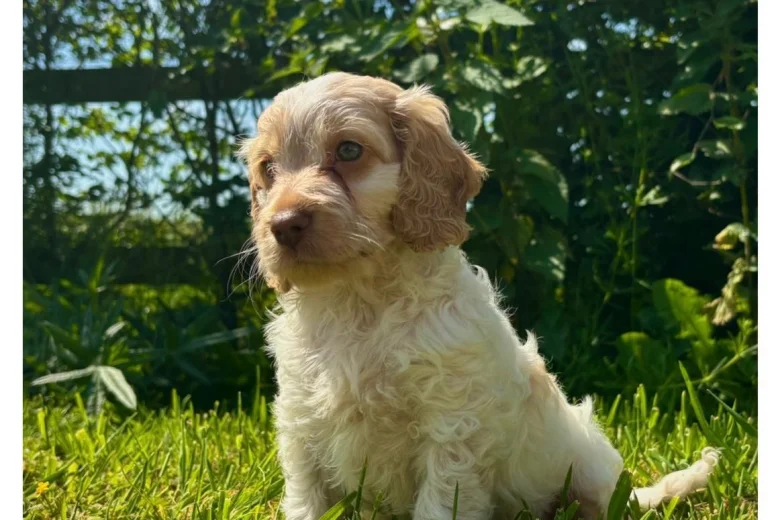 Cockapoo