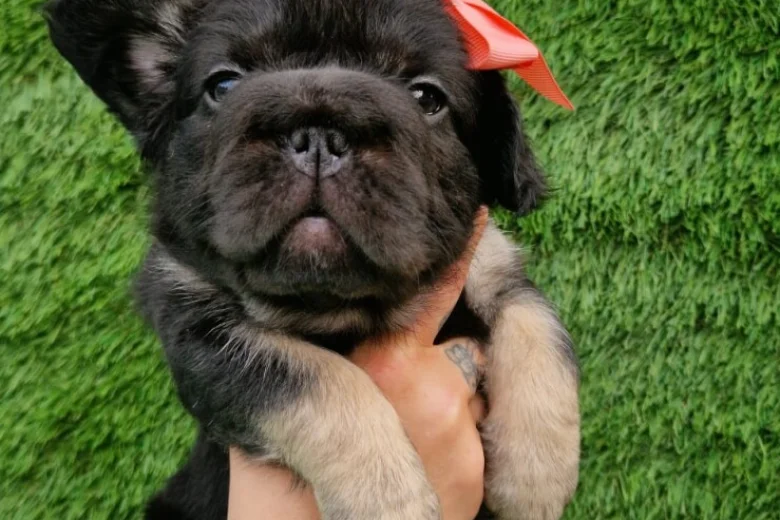 French Bulldog
