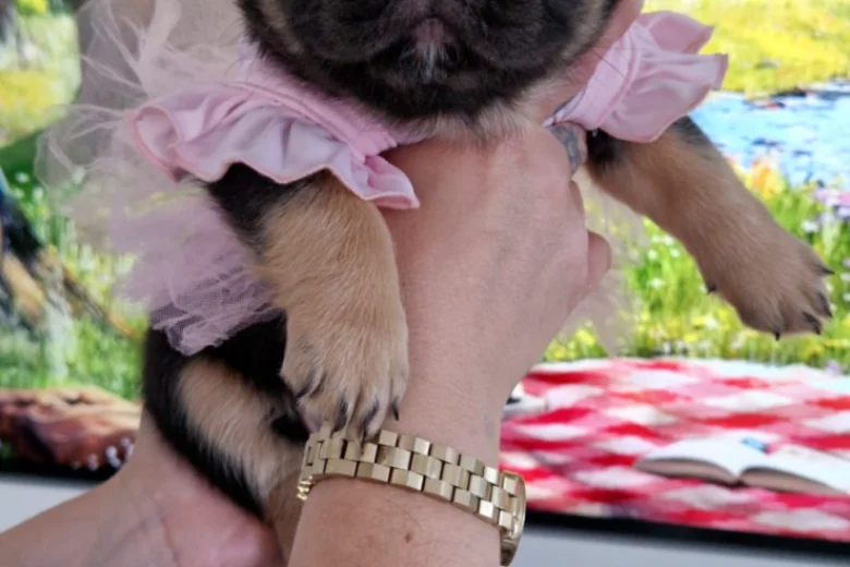 French Bulldog