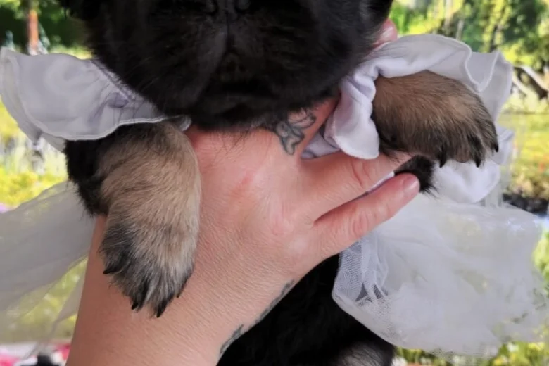 French Bulldog