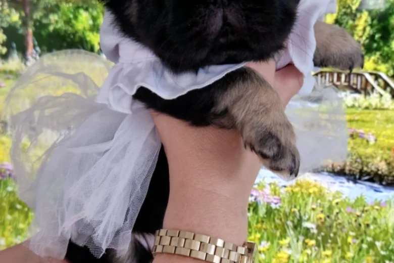 French Bulldog