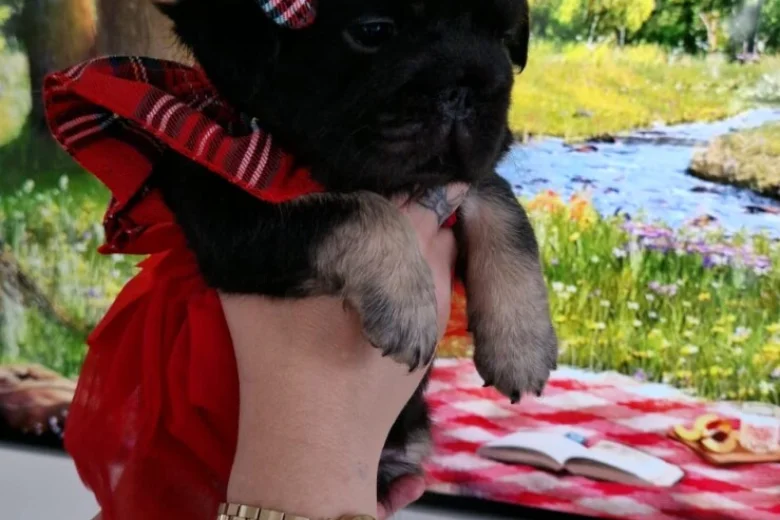 French Bulldog