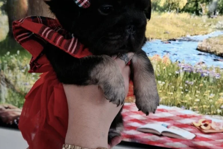 French Bulldog