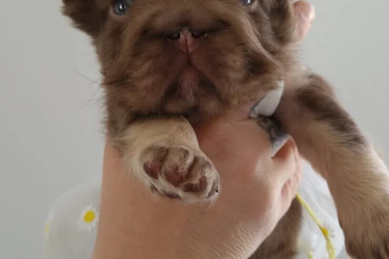 French Bulldog