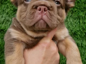 French Bulldog