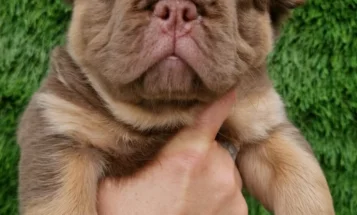 French Bulldog