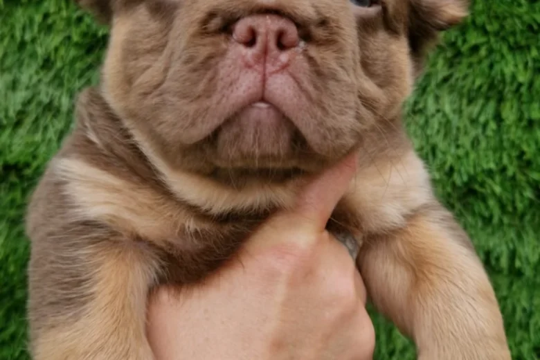 French Bulldog
