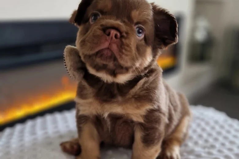 French Bulldog