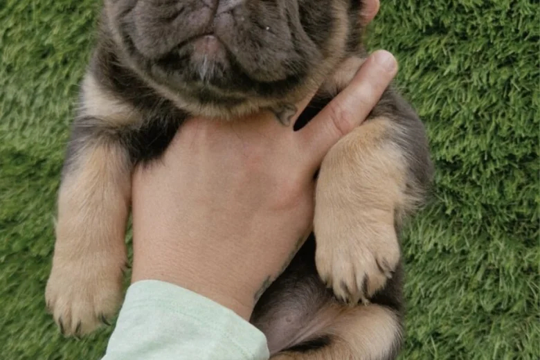 French Bulldog
