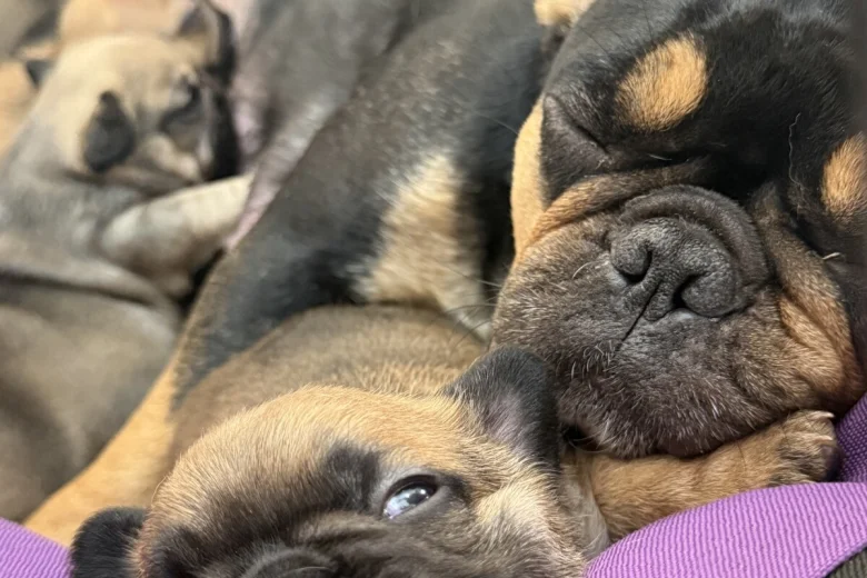 French Bulldog