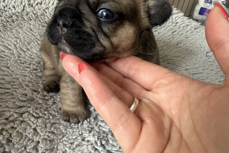 French Bulldog