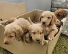 Labradoodle