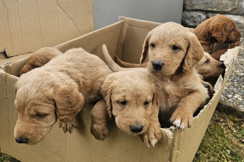 Labradoodle