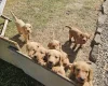 Labradoodle