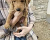 Labradoodle