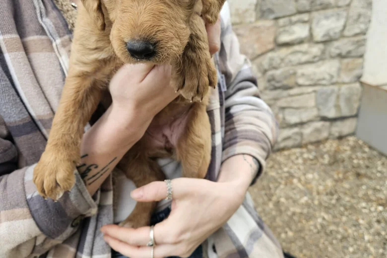 Labradoodle