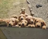 Labradoodle