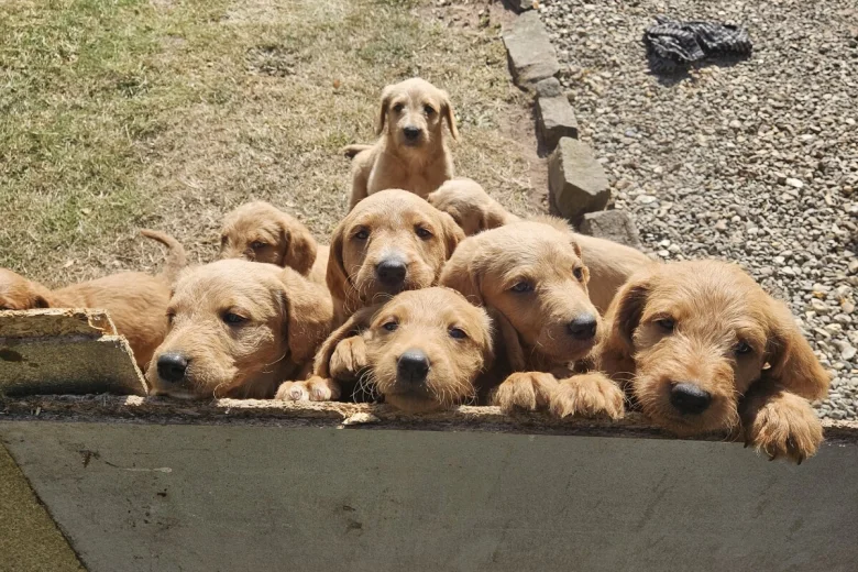 Labradoodle