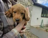 Labradoodle