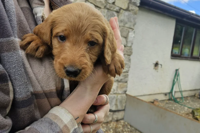 Labradoodle