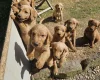 Labradoodle