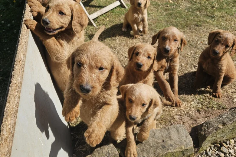 Labradoodle