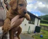 Labradoodle