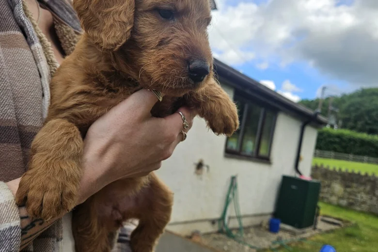 Labradoodle