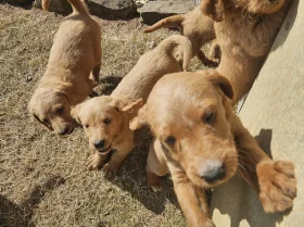 Labradoodle