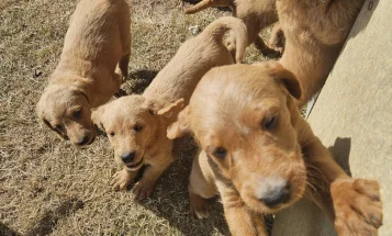 Labradoodle